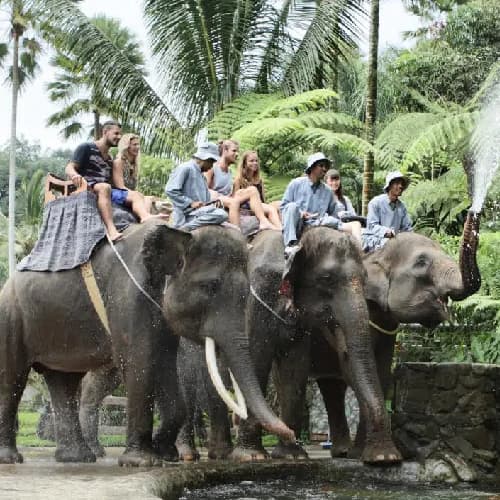 Bali Zoo Park Ticket Only
