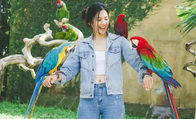 Bali Bird Park Ticket Only