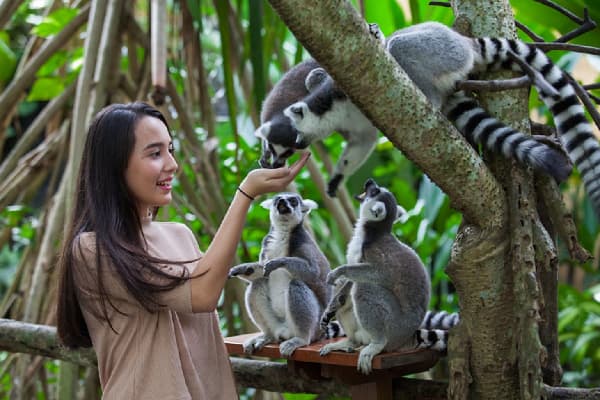 Bali Zoo Park Ticket Only